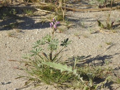 Lupinus arizonicus, photographed by P Holroyd