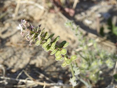 Dithyrea californica, photographed by P Holroyd