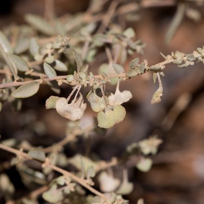 Atriplex stipitata, photographed by Kym Nicolson