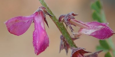 Indigofera declinata, photographed by Nicola van Berkel