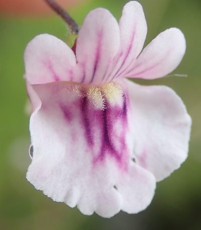 Nemesia diffusa, photographed by Nicola van Berkel