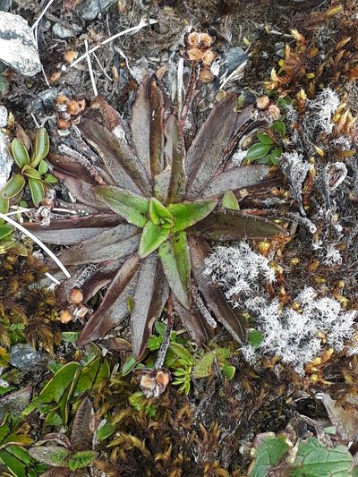Plantago novae-zelandiae, photographed by Leon Perrie
