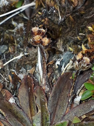 Plantago novae-zelandiae, photographed by Leon Perrie