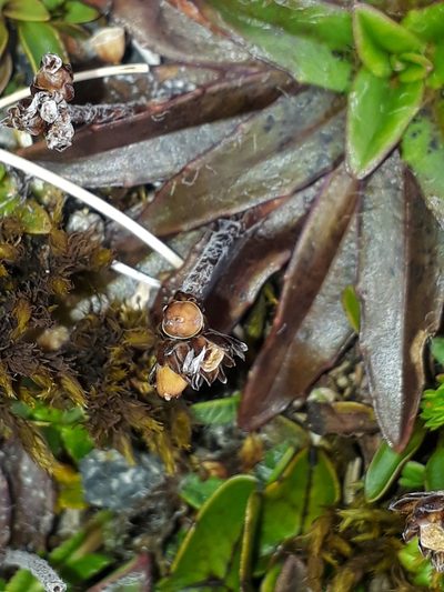 Plantago novae-zelandiae, photographed by Leon Perrie