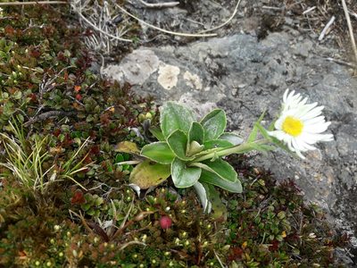 Celmisia hieraciifolia, photographed by naturewatchwidow