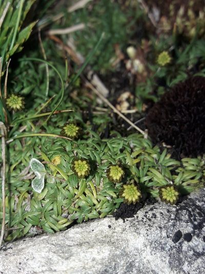 Abrotanella pusilla, photographed by naturewatchwidow