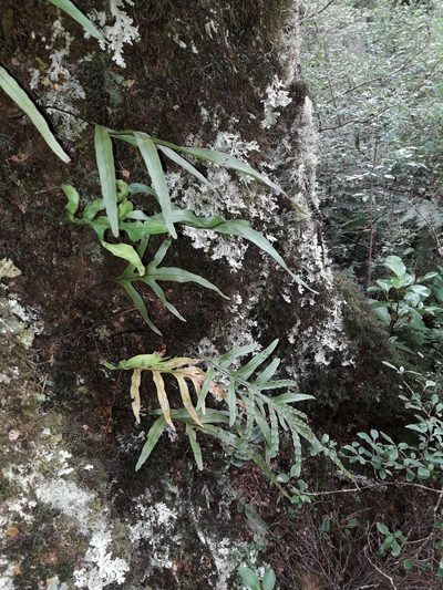 Zealandia novaezealandiae, photographed by naturewatchwidow