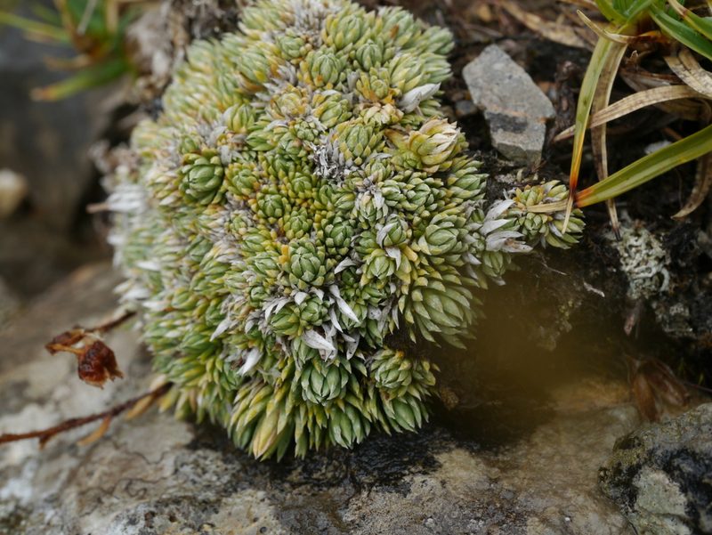 Saxifraga burseriana, photographed by Patrick Schwager