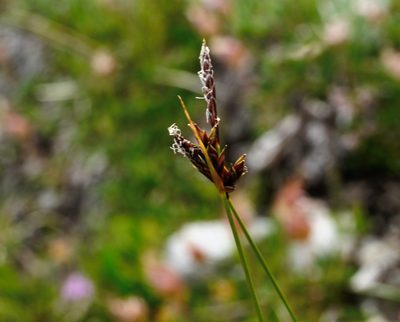 Carex mucronata, photographed by Patrick Schwager