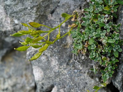 Draba stellata, photographed by Patrick Schwager