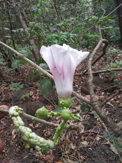 Ipomoea campanulata, photographed by S.MORE