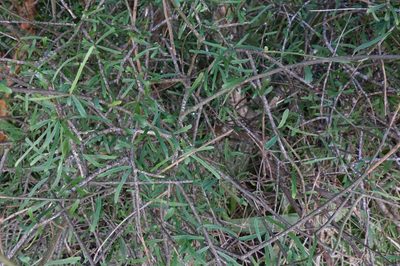 Melicytus flexuosus, photographed by John Barkla