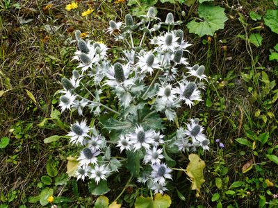 Eryngium giganteum, photographed by Patrick Schwager