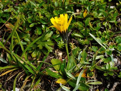 Scorzoneroides montana, photographed by Patrick Schwager