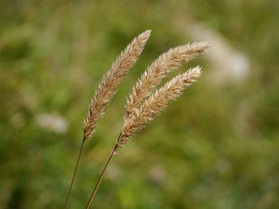 Phleum hirsutum, photographed by Patrick Schwager