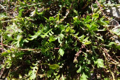 Lepidium tenuicaule, photographed by John Barkla