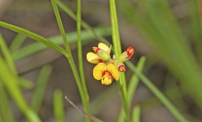 Chorizema parviflorum, photographed by Tony Eales