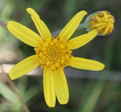 Senecio ruwenzoriensis, photographed by Nicola van Berkel