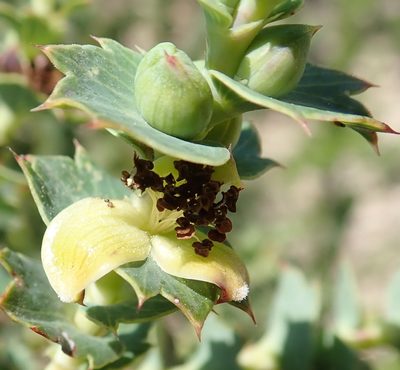 Cliffortia ilicifolia, photographed by Nicola van Berkel