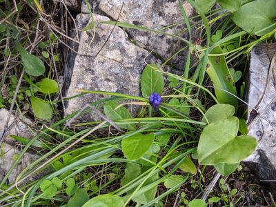 Muscari commutatum, photographed by Elliot Kulakow
