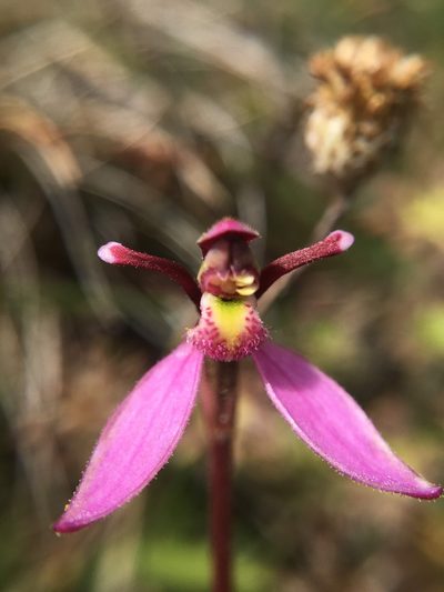 Eriochilus magenteus, photographed by Nina Kerr