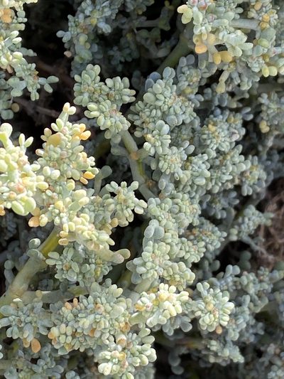 Zygophyllum gaetulum, photographed by Peter Gabler