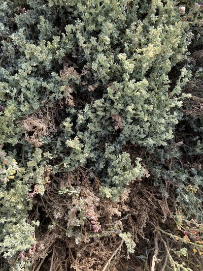 Zygophyllum gaetulum, photographed by Peter Gabler