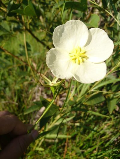 Ludwigia major, photographed by Romi Galeota Lencina