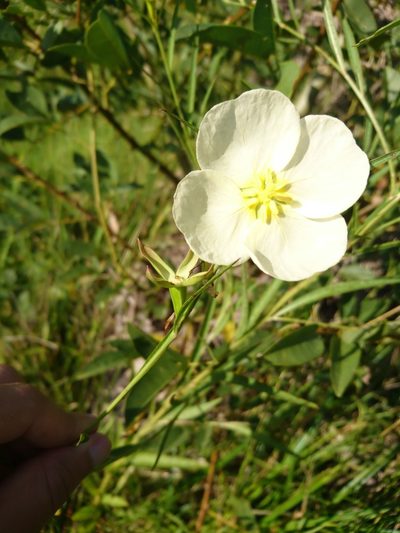 Ludwigia major, photographed by Romi Galeota Lencina