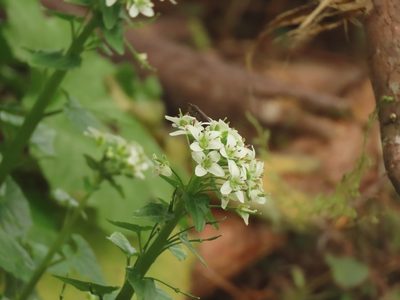 Eutrema japonicum, photographed by chiuluan