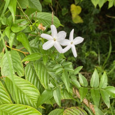 Jasminum polyanthum, photographed by Sue Carnahan