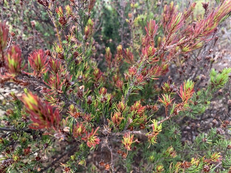 Pultenaea mollis, photographed by 呂一起(Lyu yi-chi)