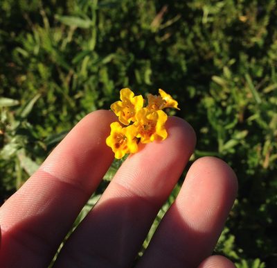 Amsinckia spectabilis, photographed by Adam J. Searcy