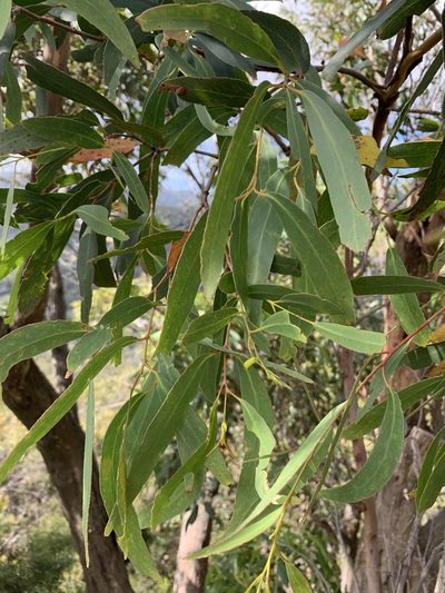 Eucalyptus willisii, photographed by 呂一起(Lyu yi-chi)
