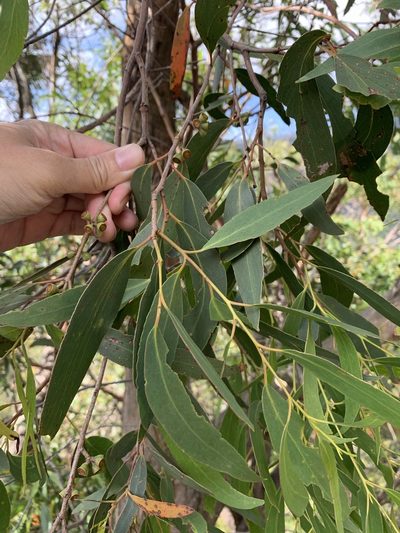 Eucalyptus willisii, photographed by 呂一起(Lyu yi-chi)