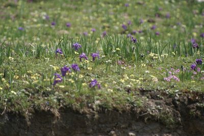 Iris kemaonensis, photographed by Ina Siebert