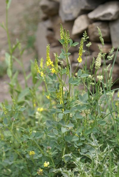 Melilotus suaveolens, photographed by Ina Siebert