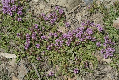 Thymus linearis, photographed by Ina Siebert