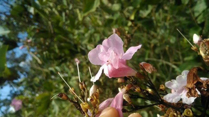 Fridericia platyphylla, photographed by Márcia Martins