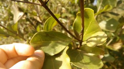 Fridericia platyphylla, photographed by Márcia Martins