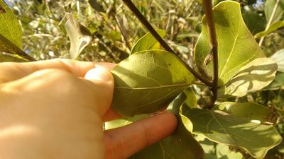 Fridericia platyphylla, photographed by Márcia Martins