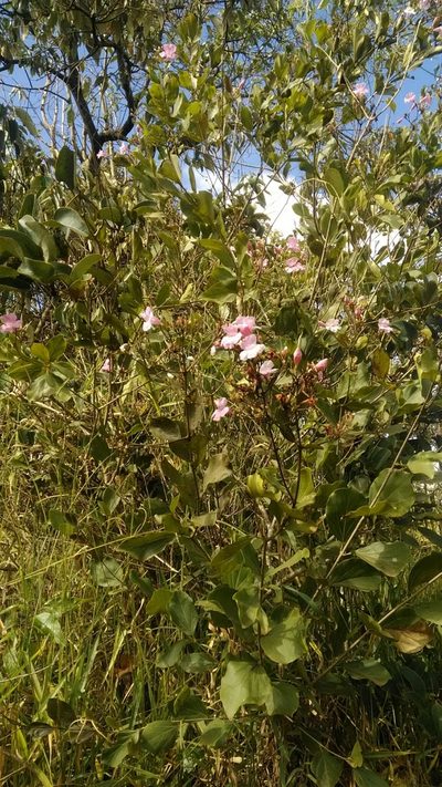 Fridericia platyphylla, photographed by Márcia Martins