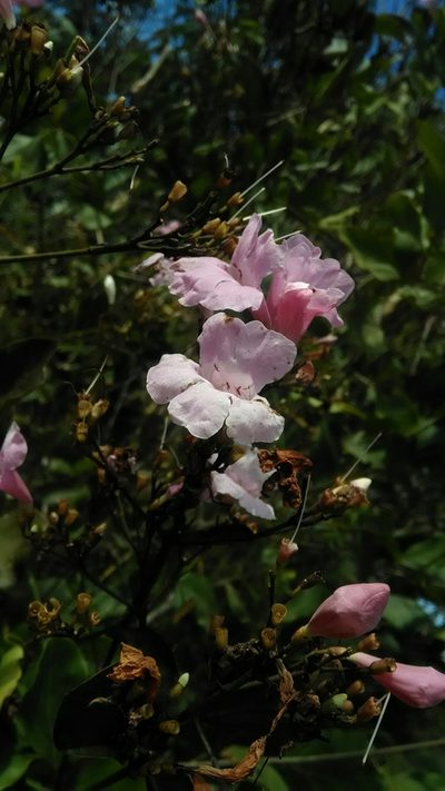 Fridericia platyphylla, photographed by Márcia Martins