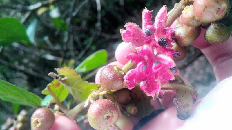 Siparuna brasiliensis, photographed by Márcia Martins