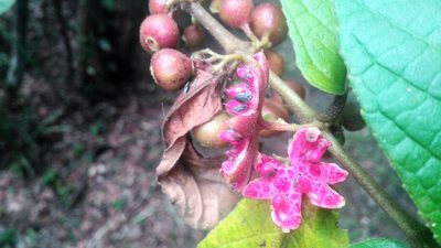 Siparuna brasiliensis, photographed by Márcia Martins