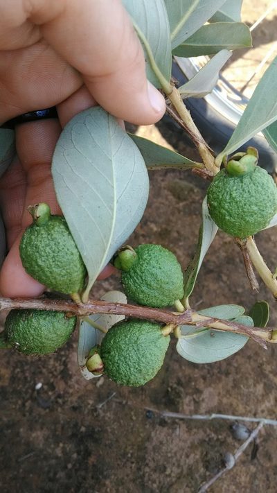 Psidium grandifolium, photographed by Márcia Martins