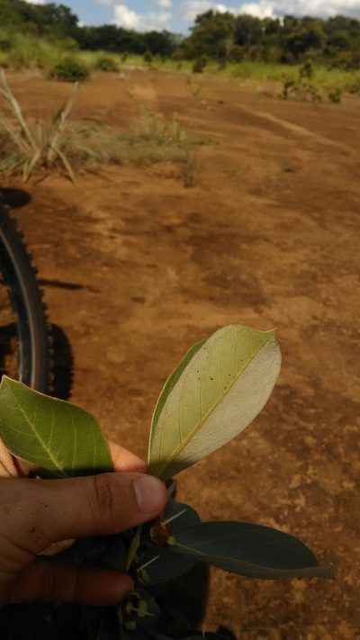 Psidium grandifolium, photographed by Márcia Martins