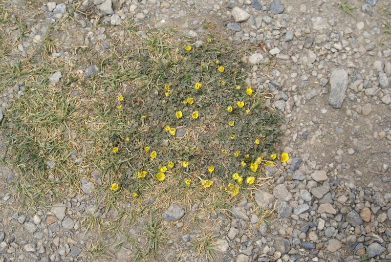 Potentilla pamirica, photographed by Ina Siebert