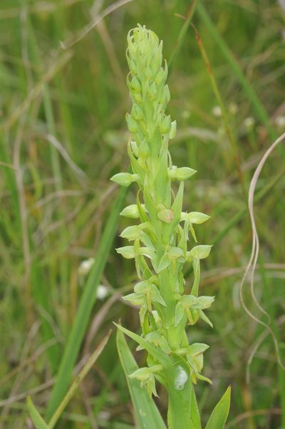 Habenaria hexaptera, photographed by aacocucci