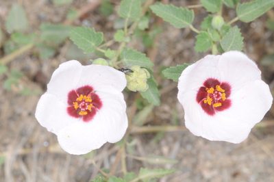 Pavonia aurigloba, photographed by aacocucci